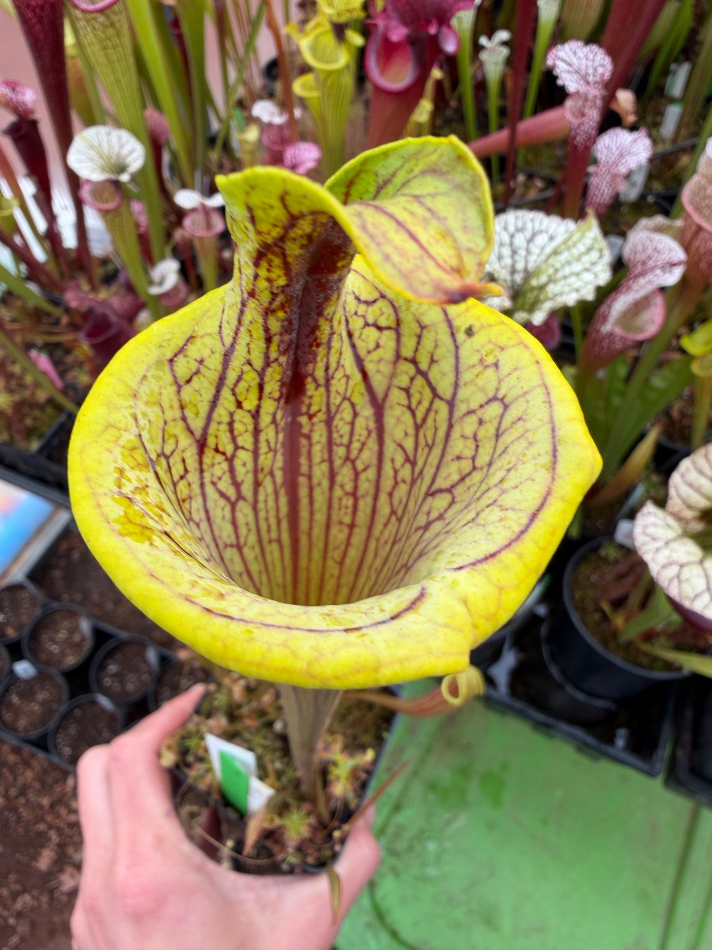 Sarracenia x Lidless leucophylla Franklin Co x Red Viper Wes B. - Small (Shipped Bare-Root)