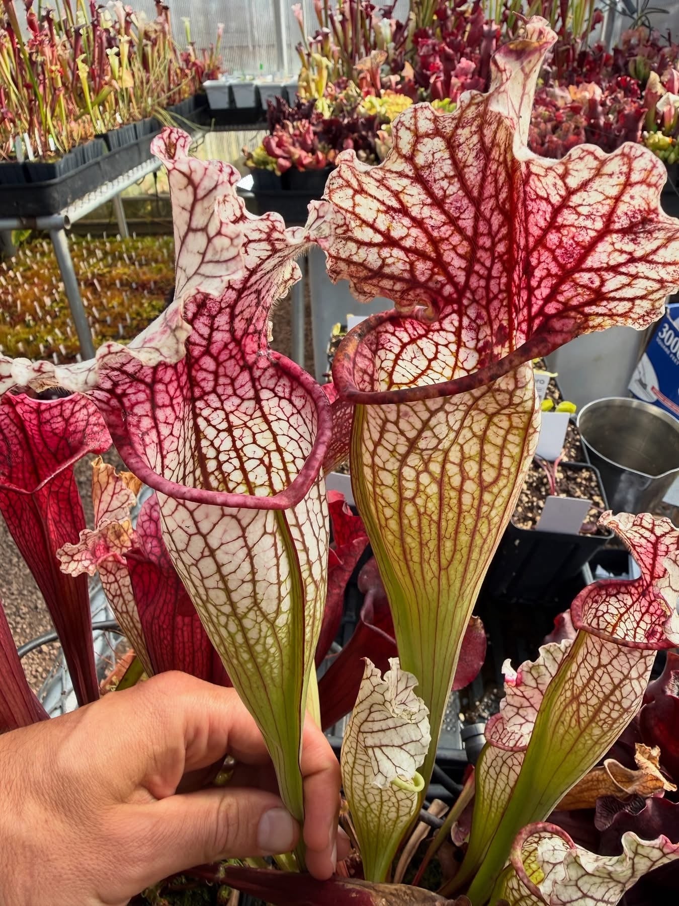 Sarracenia x Lighting Thief (Shipped Bare-Root)