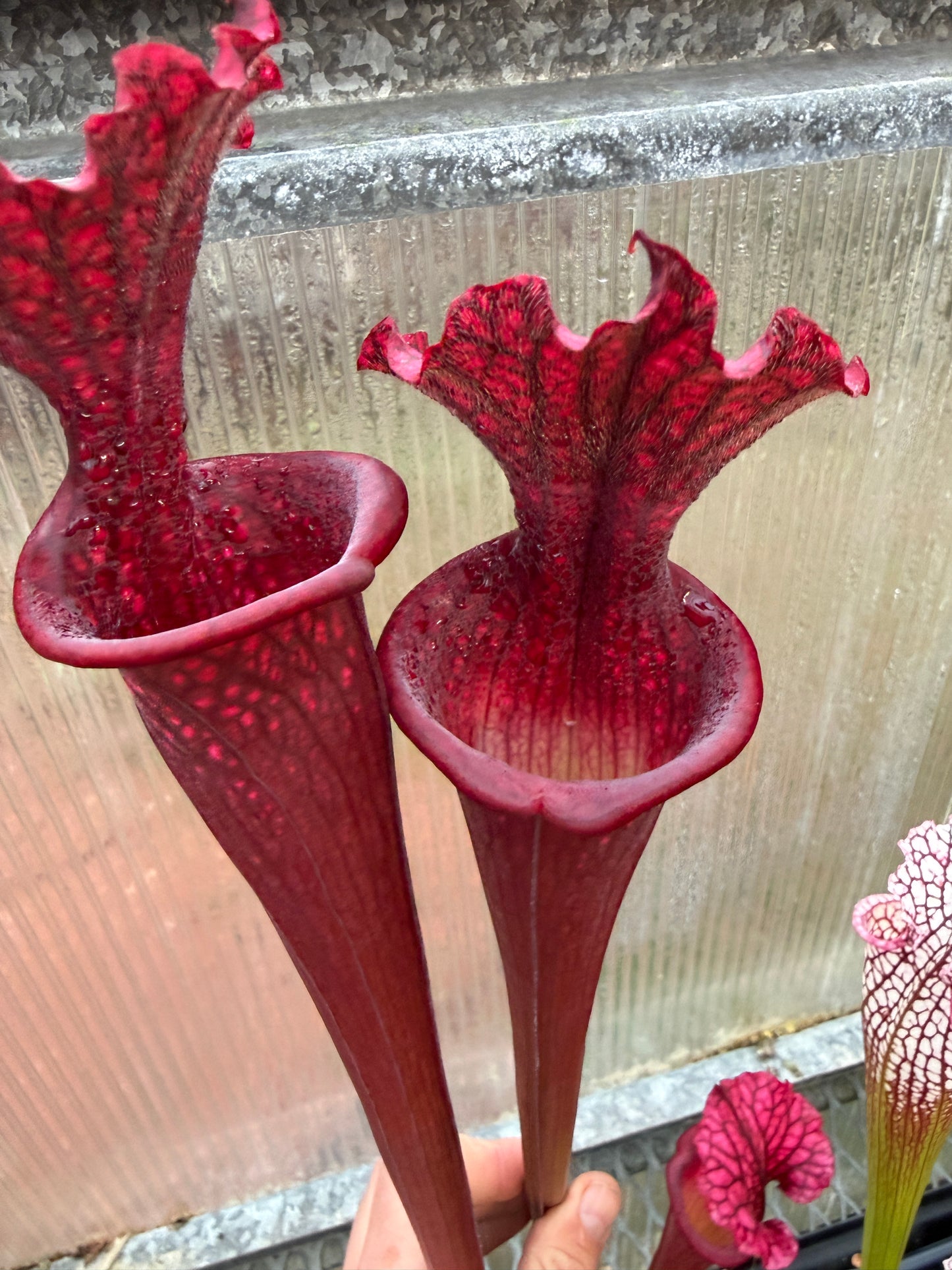 Sarracenia x LME x POD (Leucophylla Mesa Exotics x Alucard Prince of Darkness) Select clone from Phil (Shipped Bare-Root)