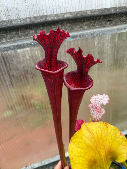 Sarracenia x LME x POD (Leucophylla Mesa Exotics x Alucard Prince of Darkness) Select clone from Phil (Shipped Bare-Root)