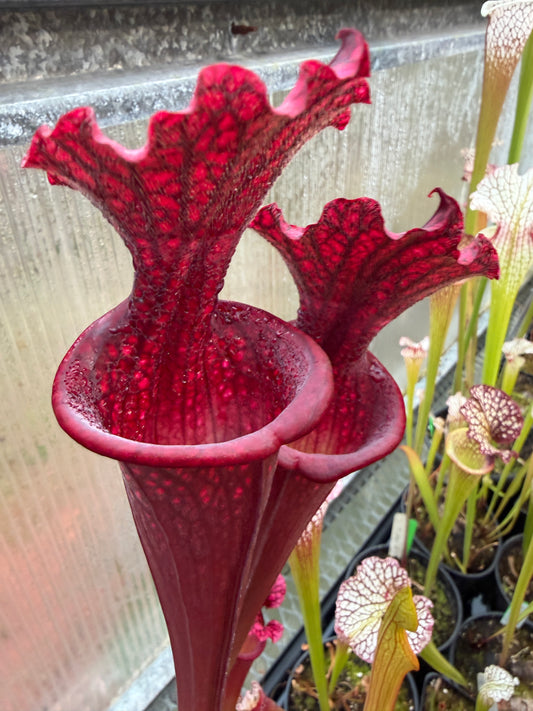 Sarracenia x LME x POD (Leucophylla Mesa Exotics x Alucard Prince of Darkness) Select clone from Phil (Shipped Bare-Root)