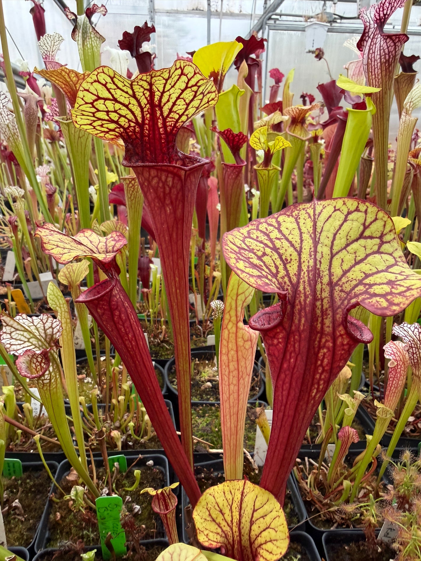Sarracenia x LO10 oreo Sand Mountain x flava atropurpurea (Shipped Bare-Root)