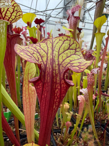 Sarracenia x LO10 oreo Sand Mountain x flava atropurpurea (Shipped Bare-Root)