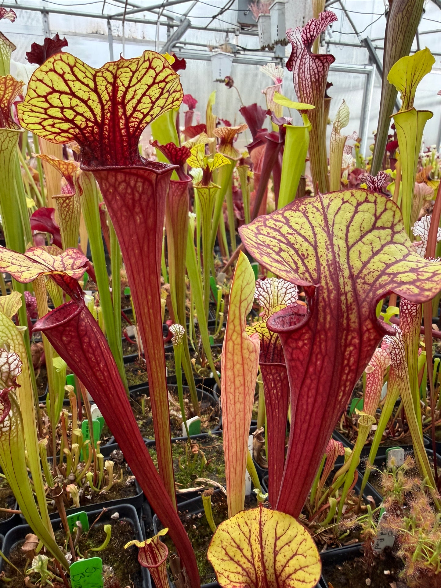 Sarracenia x LO10 oreo Sand Mountain x flava atropurpurea (Shipped Bare-Root)