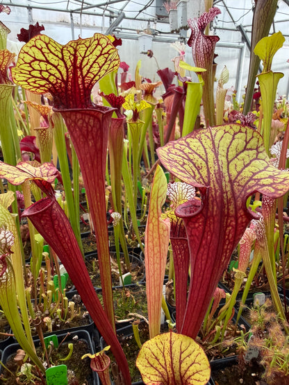 Sarracenia x LO10 oreo Sand Mountain x flava atropurpurea (Shipped Bare-Root)