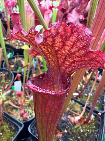 Sarracenia x LO15 phyllodia Oreo x wave lid (Shipped Bare-Root)