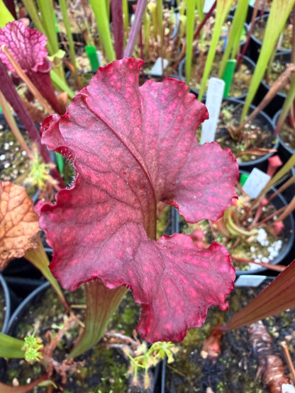 Sarracenia x LO15 phyllodia Oreo x wave lid (Shipped Bare-Root)