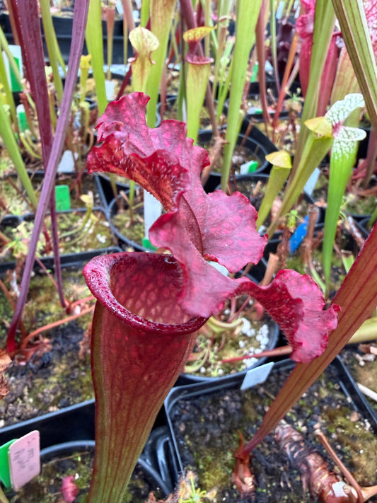 Sarracenia x LO15 phyllodia Oreo x wave lid (Shipped Bare-Root)