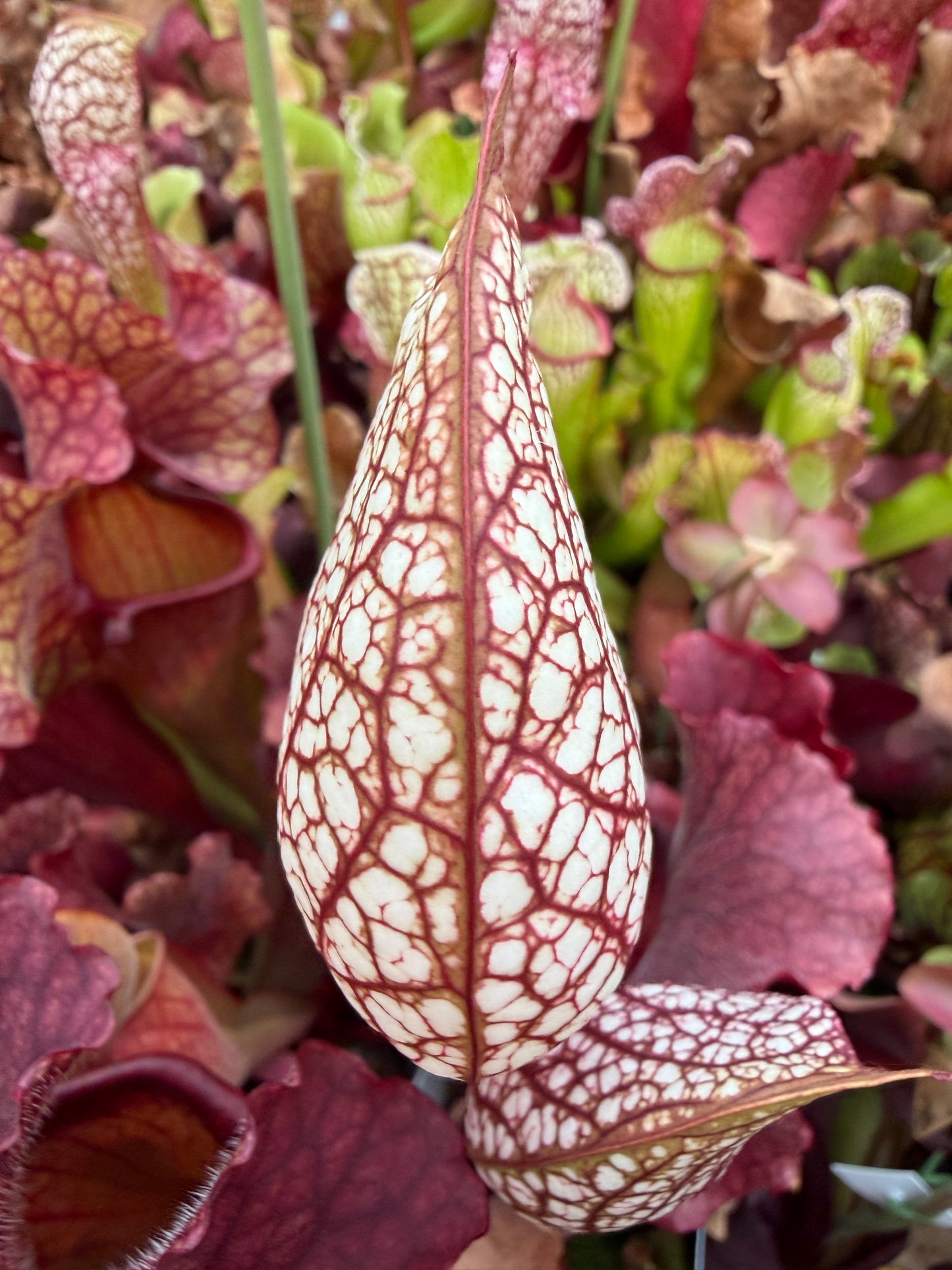 Sarracenia x Lobster Wrigleyana Washington Co AL (Shipped Bare-Root)