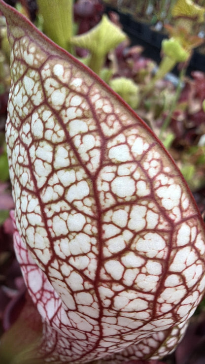Sarracenia x Lobster Wrigleyana Washington Co AL (Shipped Bare-Root)