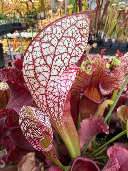 Sarracenia x Lobster Wrigleyana Washington Co AL (Shipped Bare-Root)