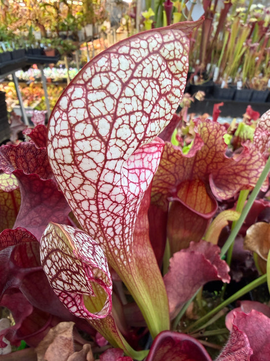 Sarracenia x Lobster Wrigleyana Washington Co AL (Shipped Bare-Root)