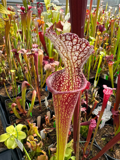 Sarracenia x Lunchbox x Johnny Wilkerson (Shipped Bare-Root)