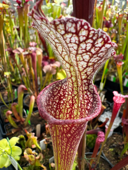 Sarracenia x Lunchbox x Johnny Wilkerson (Shipped Bare-Root)