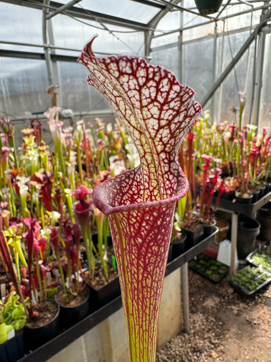 Sarracenia x Lunchbox x Johnny Wilkerson (Shipped Bare-Root)