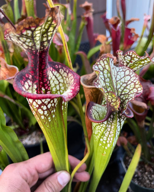 Sarracenia x Lunchbox (Shipped Bare-Root)