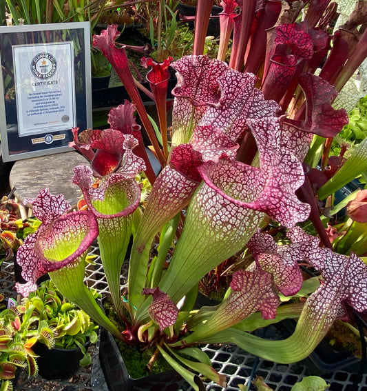 Sarracenia x Mega Mouth - Small (Shipped Bare-Root)