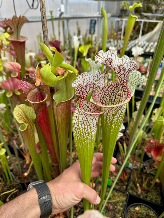 Sarracenia x MFPOS (Shipped Bare-Root)