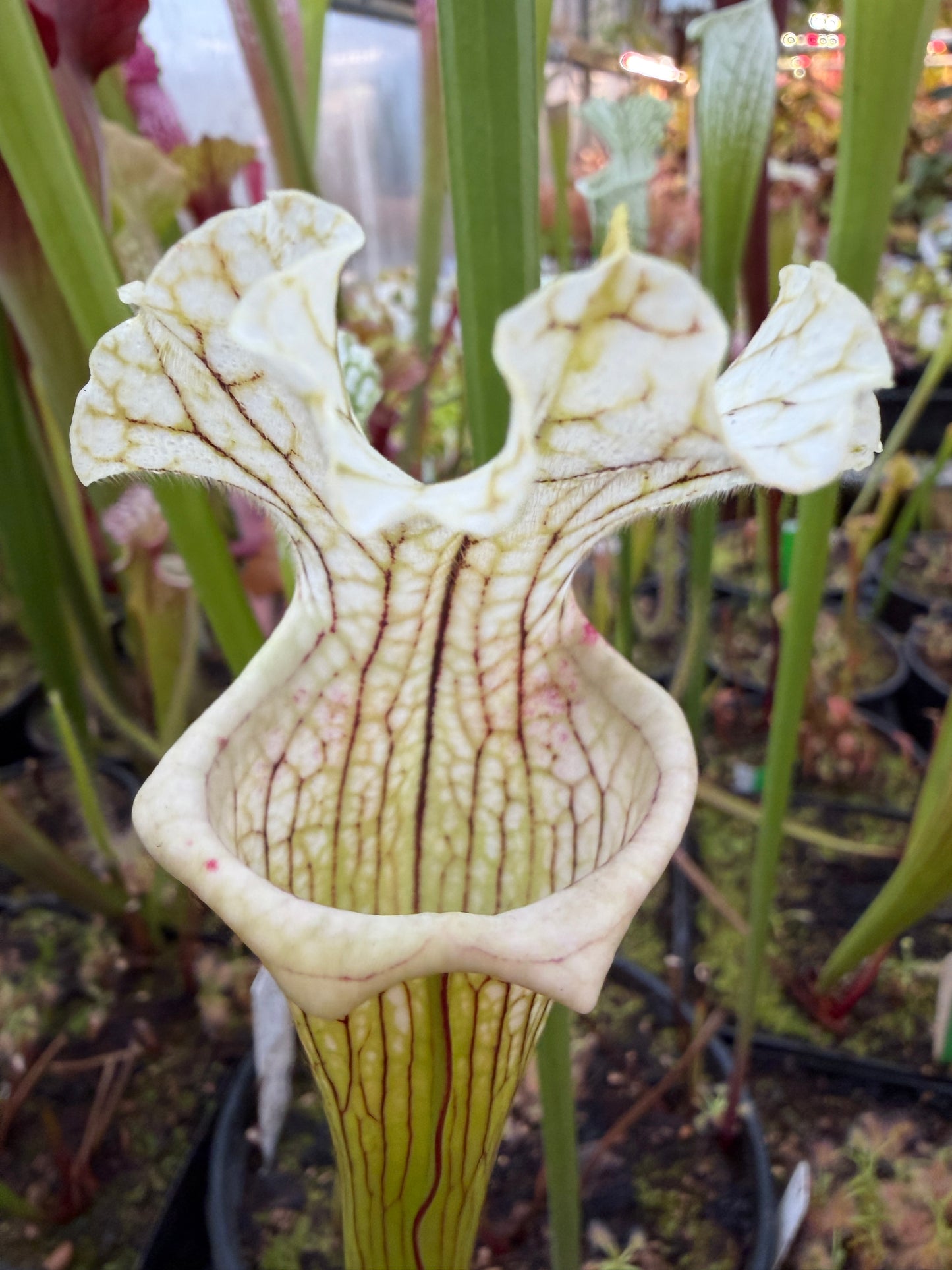 Sarracenia x Mihara (Shipped Bare-Root)