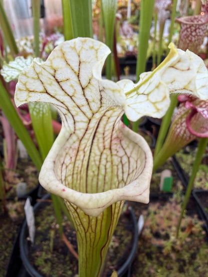 Sarracenia x Mihara (Shipped Bare-Root)