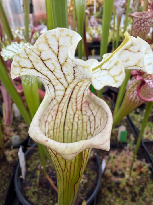 Sarracenia x Mihara (Shipped Bare-Root)