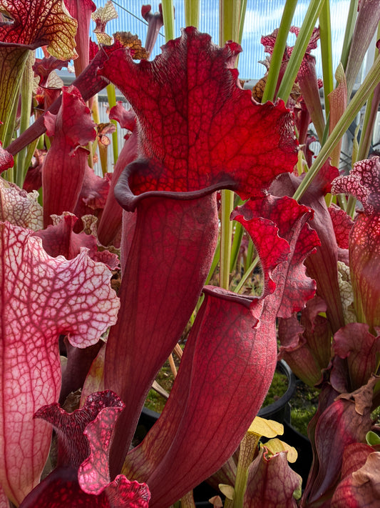 Sarracenia x mitchelliana DP (Shipped Bare-Root)