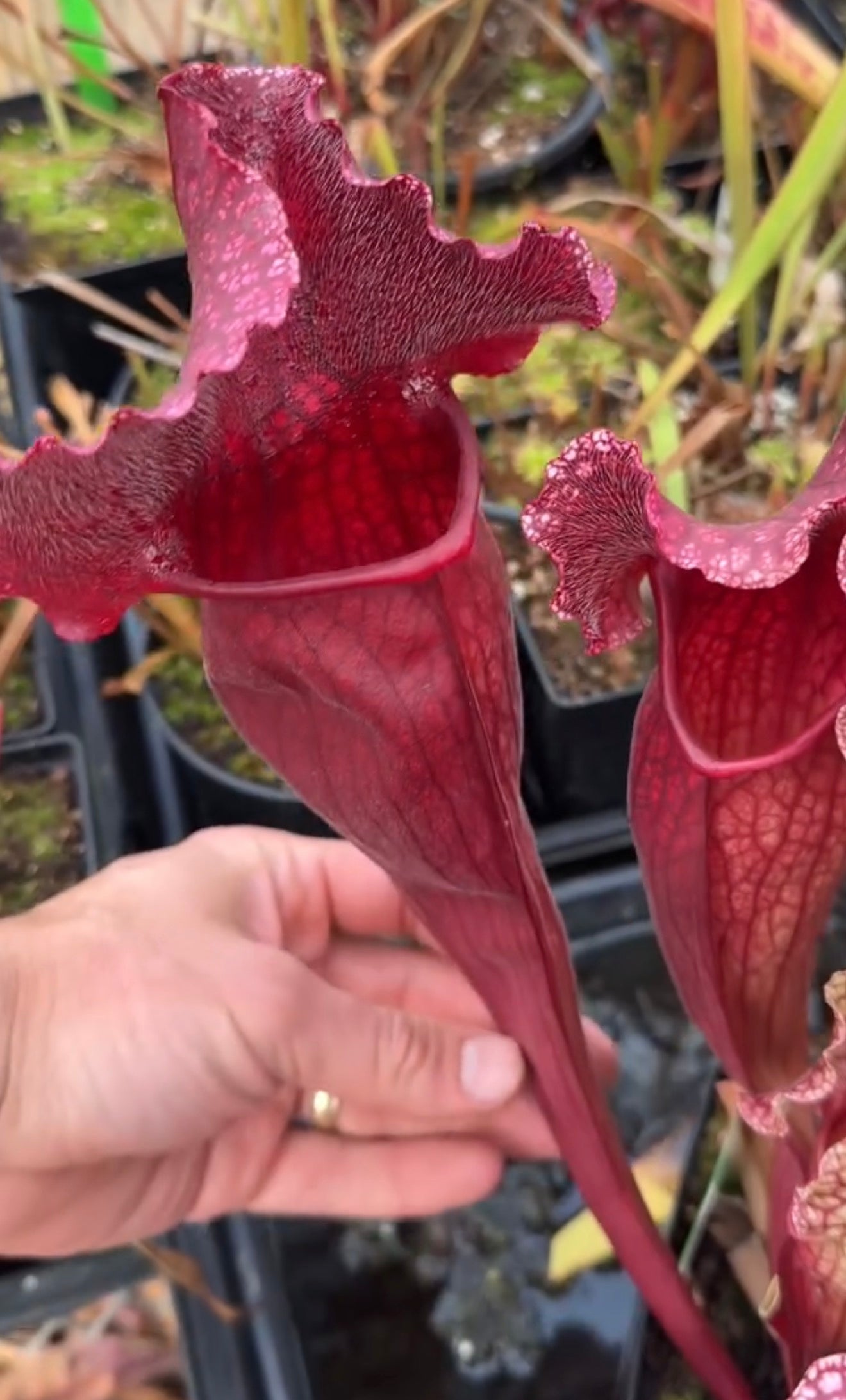 Sarracenia x mitchelliana Robert Co Red (Shipped Bare-Root)