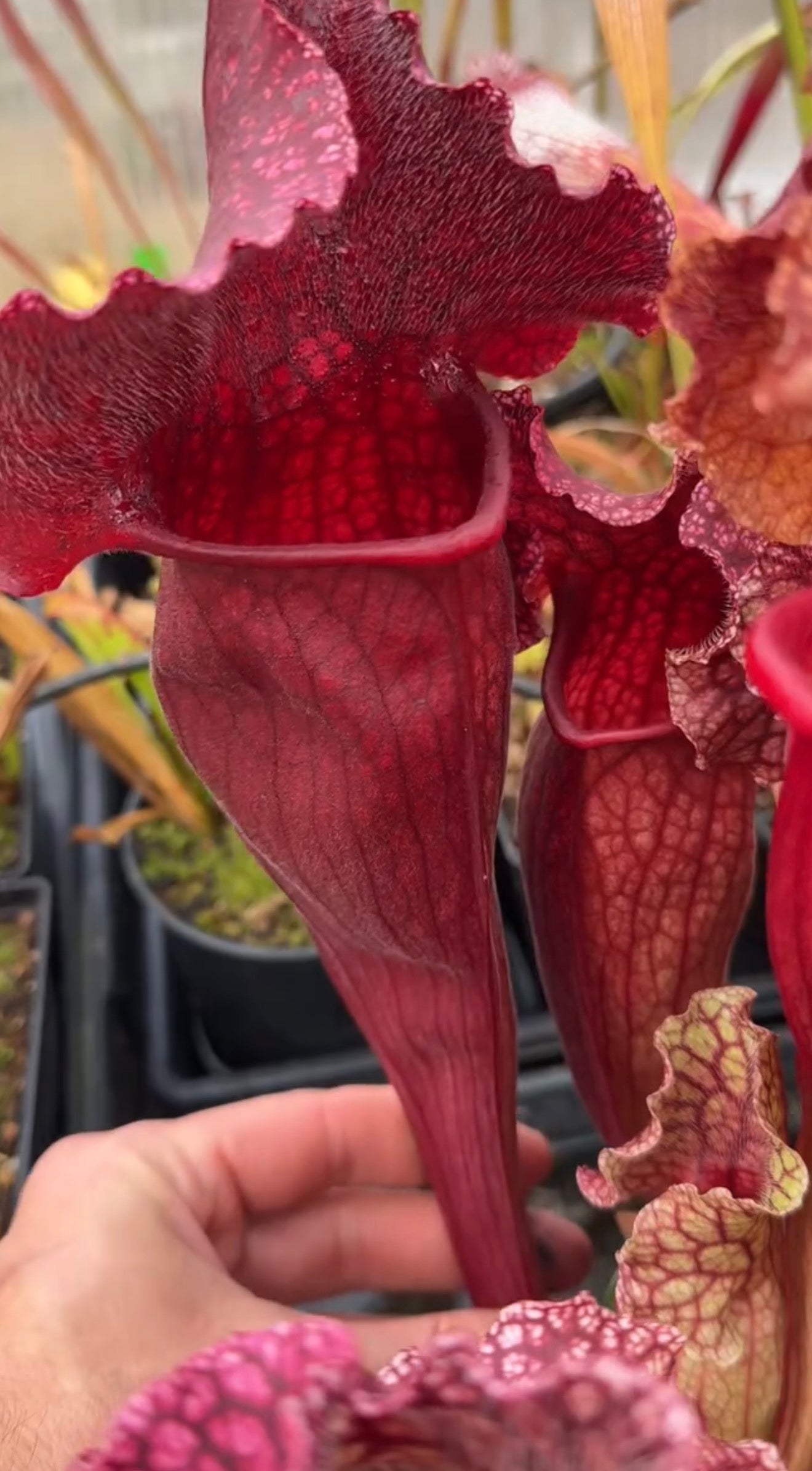 Sarracenia x mitchelliana Robert Co Red (Shipped Bare-Root)