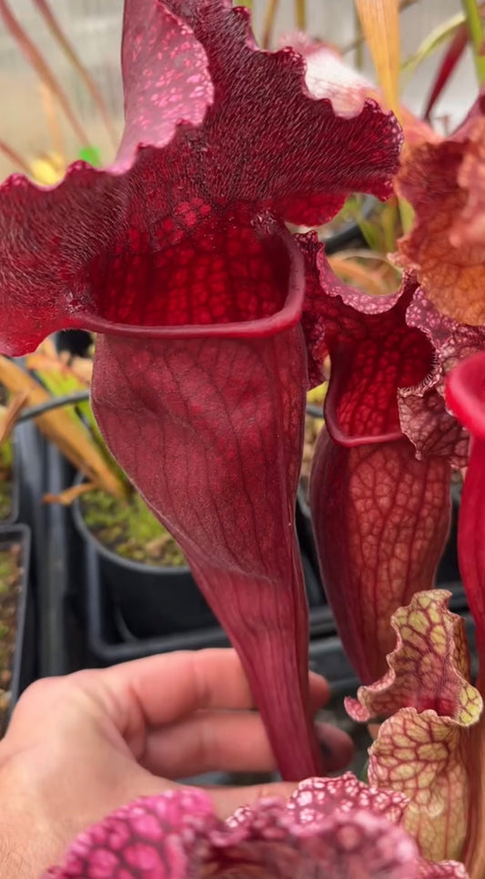 Sarracenia x mitchelliana Robert Co Red (Shipped Bare-Root)