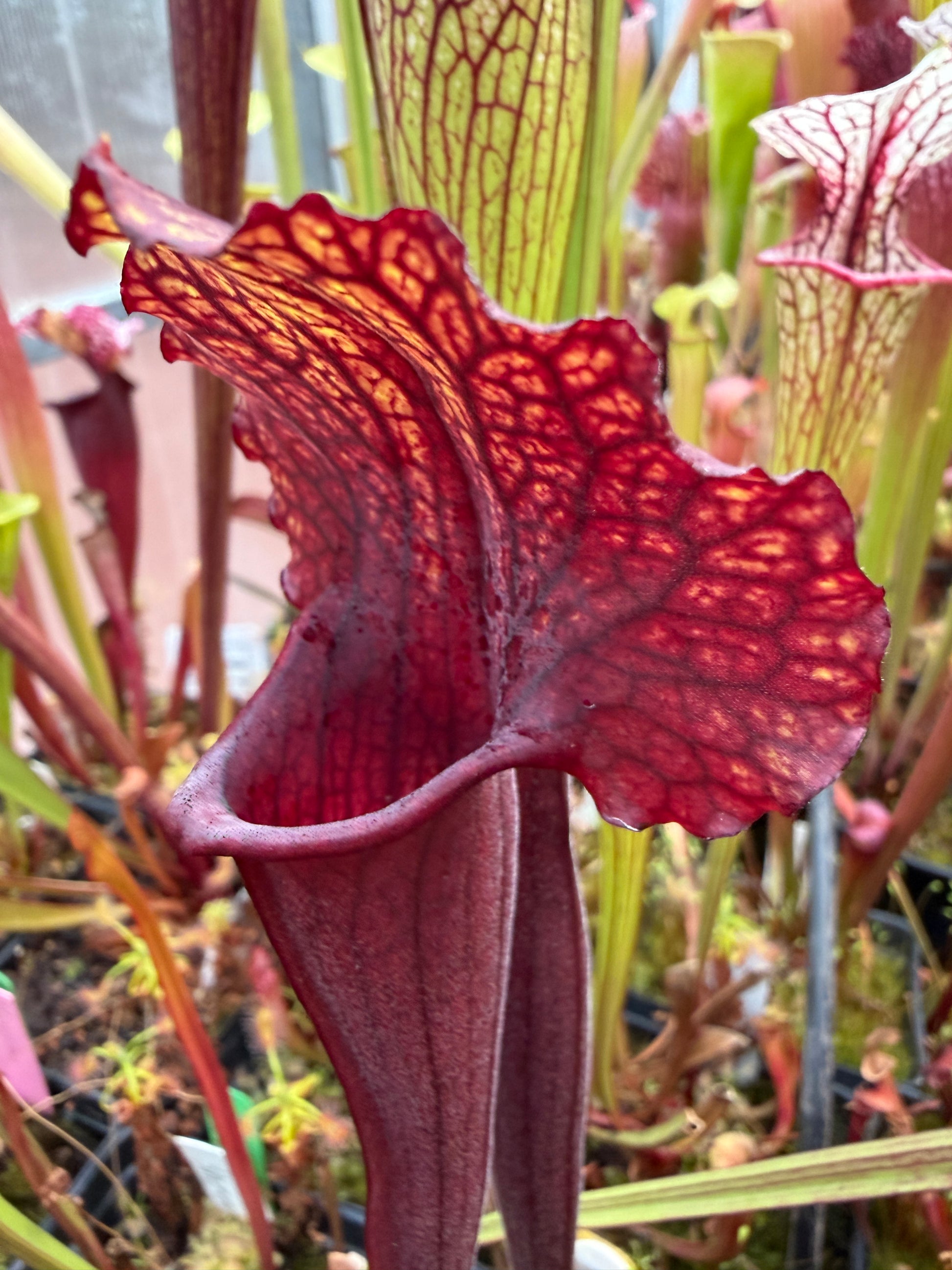 Sarracenia x MK H100 Flash