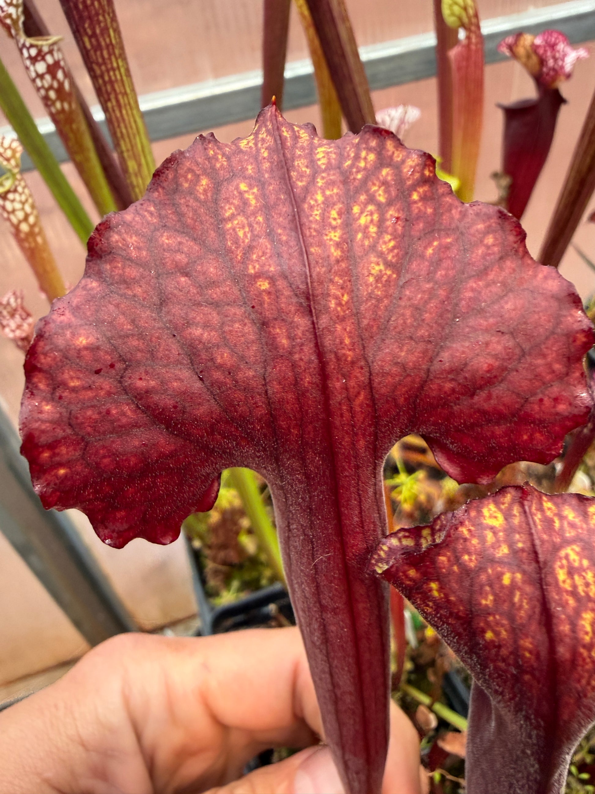Sarracenia x MK H100 Flash
