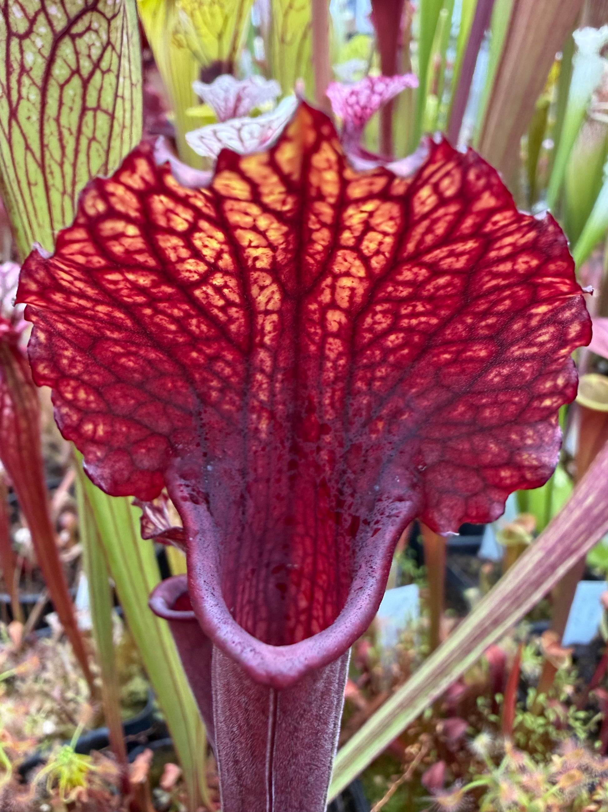 Sarracenia x MK H100 Flash
