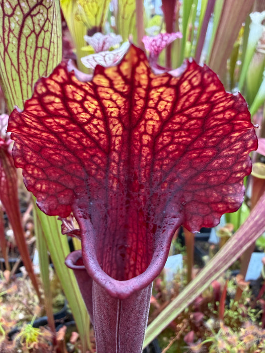 Sarracenia x MK H100 Flash