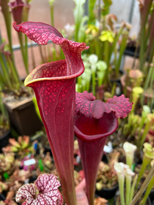 Sarracenia x MK H260 Praetorian Guard (Shipped Bare-Root)