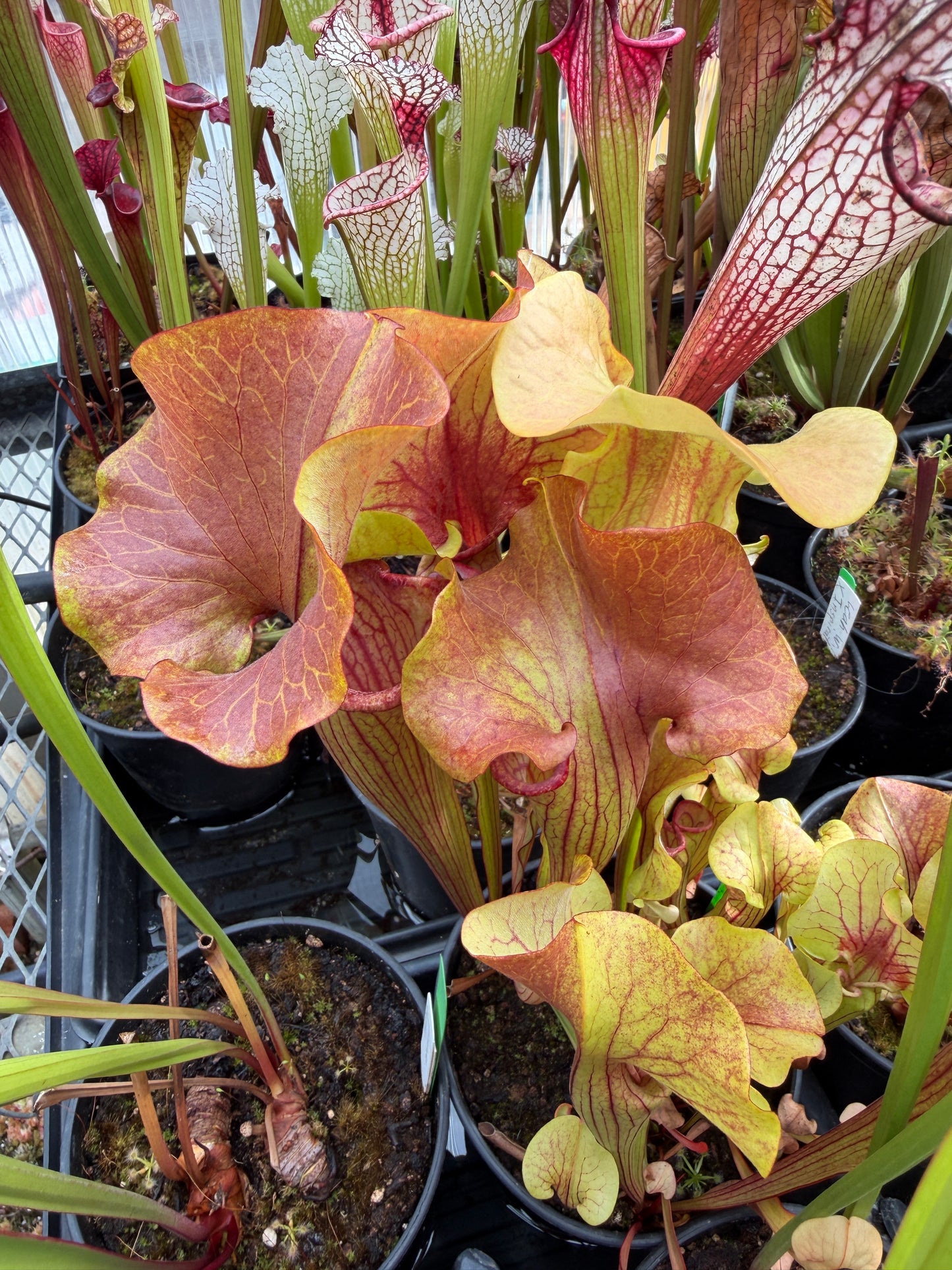 Sarracenia x MK H361 catesbaei copper top with golden veins on a giant lid (bigger than a CD) (Shipped Bare-Root)