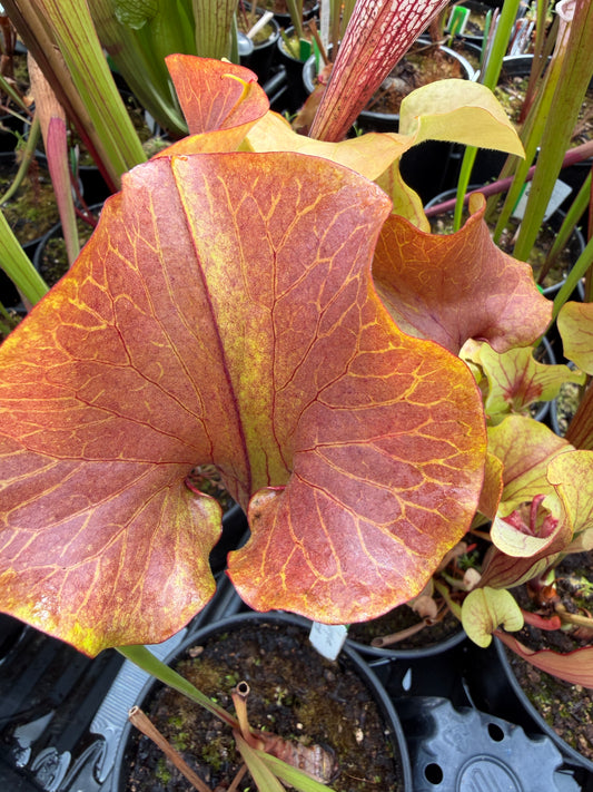 Sarracenia x MK H361 catesbaei copper top with golden veins on a giant lid (bigger than a CD) (Shipped Bare-Root)
