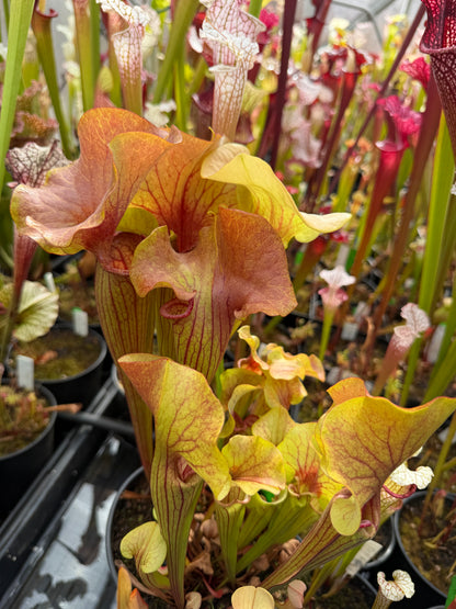 Sarracenia x MK H361 catesbaei copper top with golden veins on a giant lid (bigger than a CD) (Shipped Bare-Root)