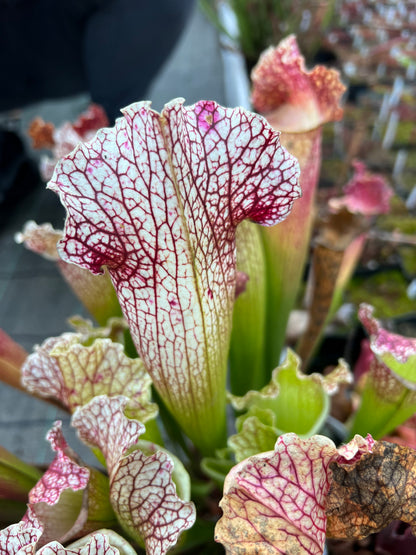 Sarracenia x Moby Dick