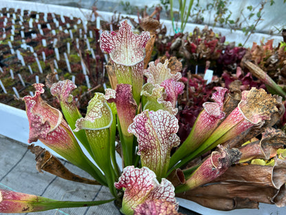 Sarracenia x Moby Dick