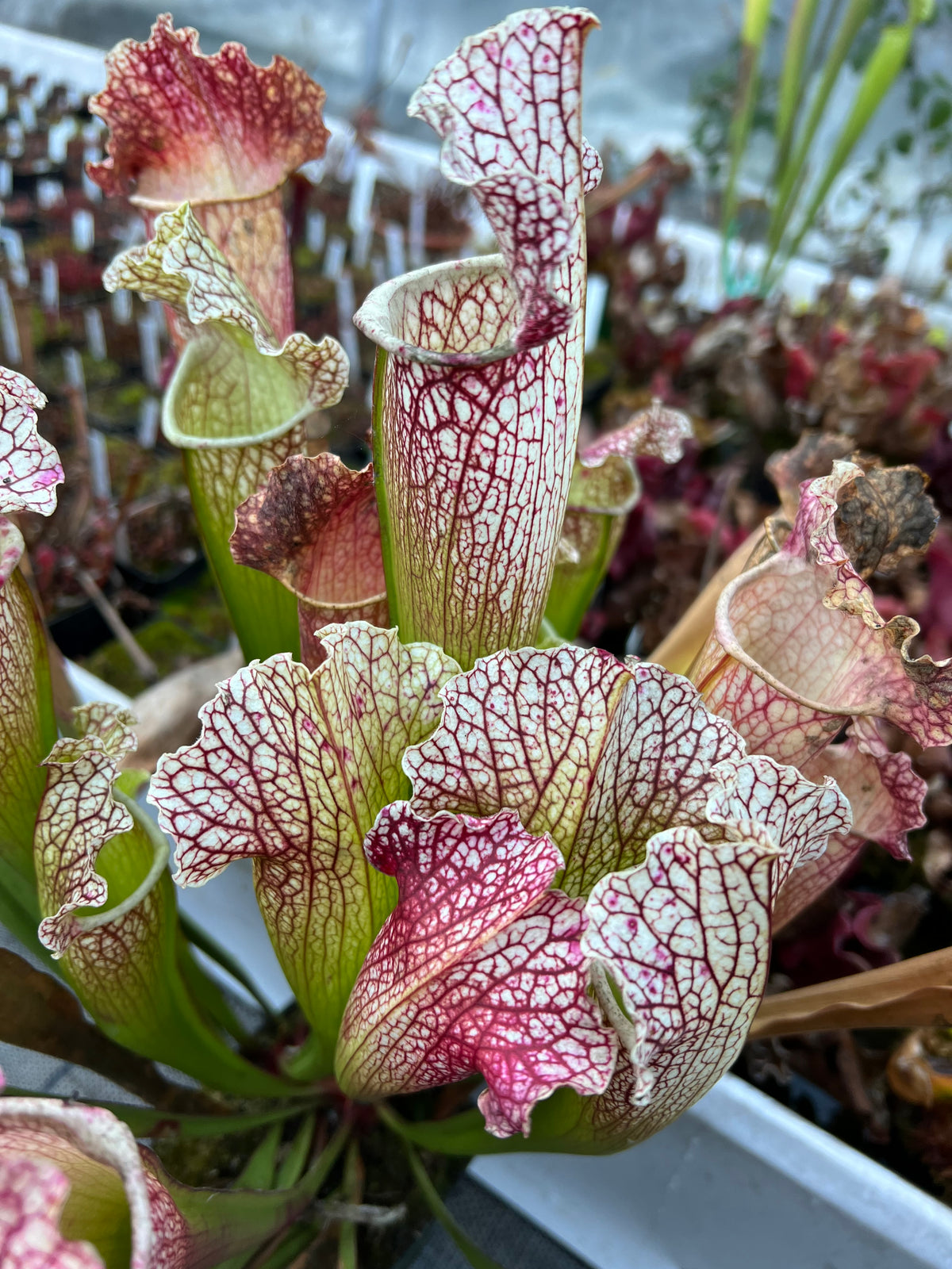 Sarracenia x Moby Dick