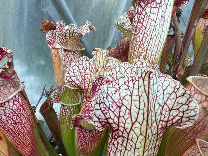 Sarracenia x Moby Dick