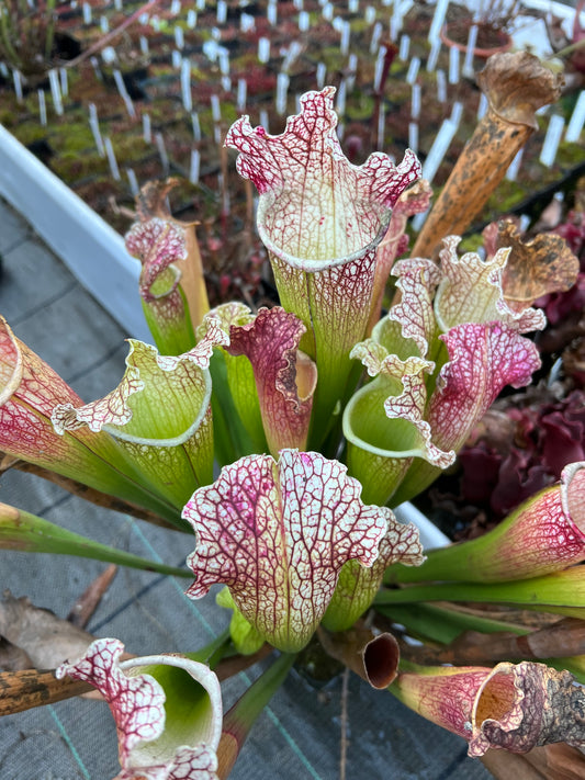 Sarracenia x Moby Dick