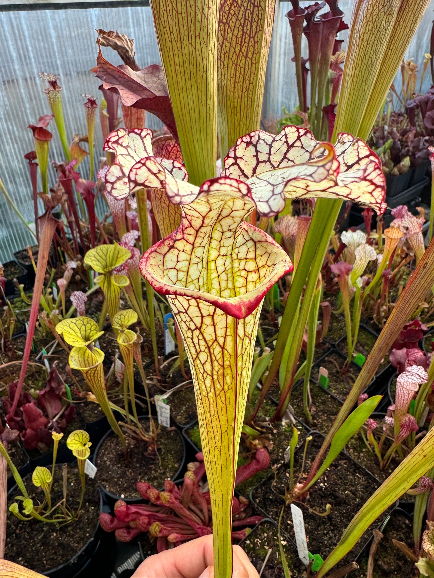 Sarracenia x Moorei Okaloosa Co Big Ruffled Lid (Shipped Bare-Root)