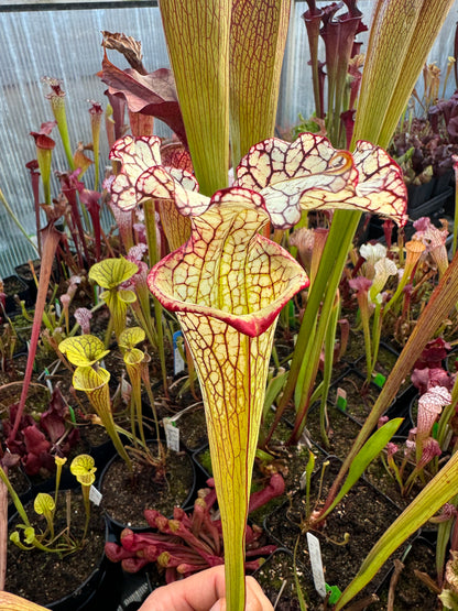 Sarracenia x Moorei Okaloosa Co Big Ruffled Lid (Shipped Bare-Root)