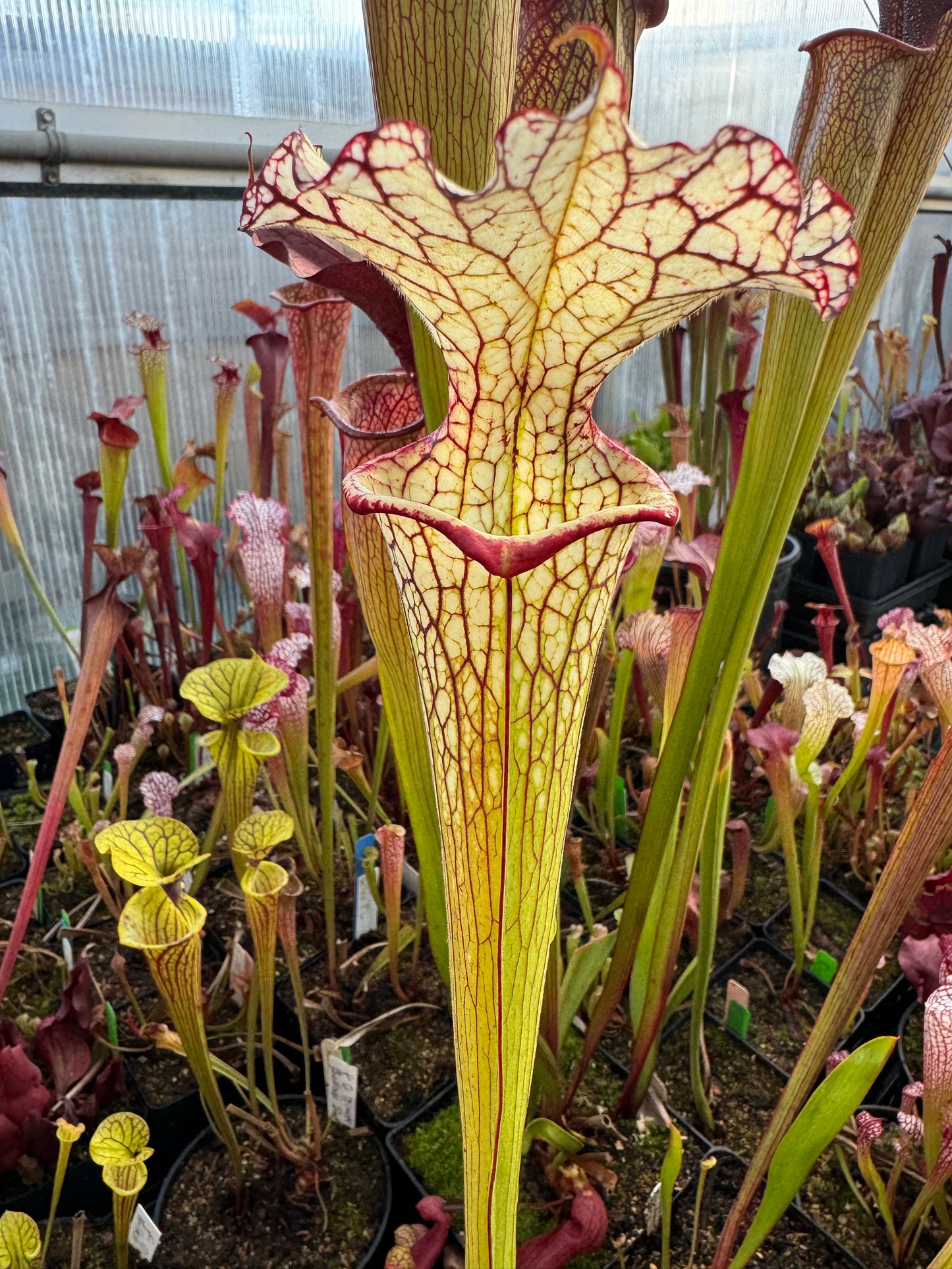 Sarracenia x Moorei Okaloosa Co Big Ruffled Lid (Shipped Bare-Root)