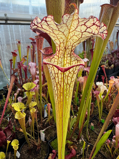 Sarracenia x Moorei Okaloosa Co Big Ruffled Lid (Shipped Bare-Root)
