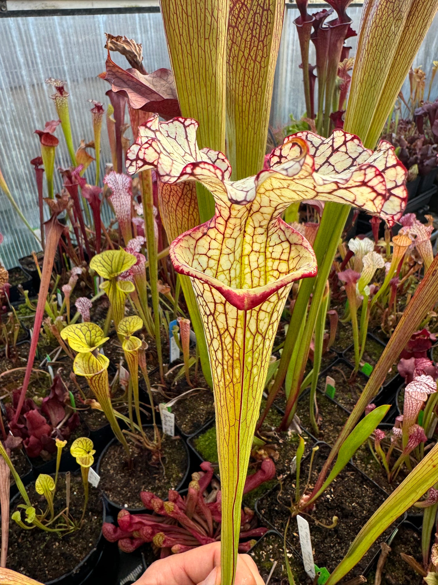 Sarracenia x Moorei Okaloosa Co Big Ruffled Lid (Shipped Bare-Root)