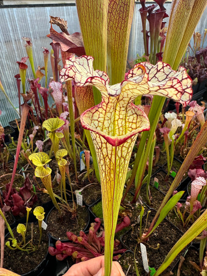 Sarracenia x Moorei Okaloosa Co Big Ruffled Lid (Shipped Bare-Root)