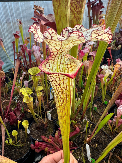 Sarracenia x Moorei Okaloosa Co Big Ruffled Lid (Shipped Bare-Root)