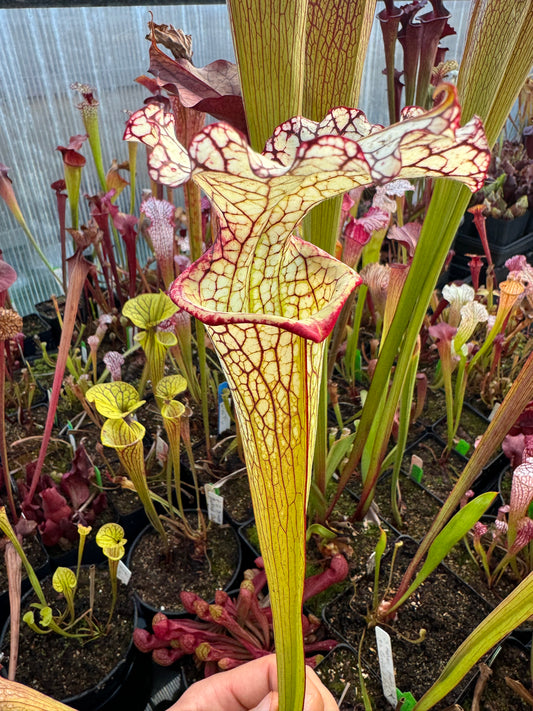 Sarracenia x Moorei Okaloosa Co Big Ruffled Lid (Shipped Bare-Root)